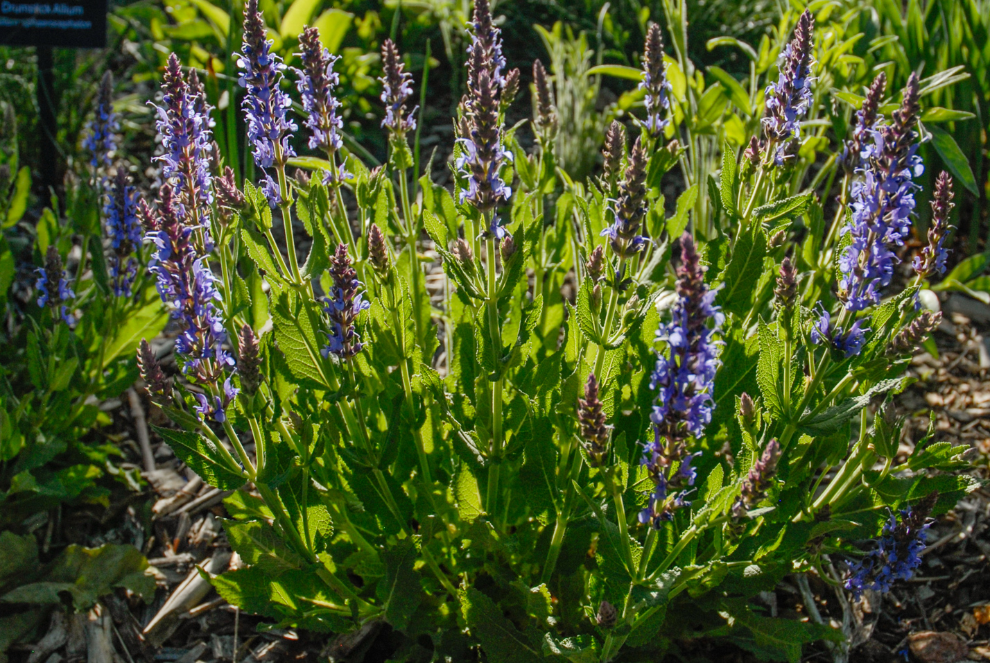 Blue Hill Salvia